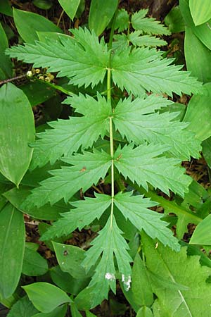 Pimpinella major \ Groe Bibernelle, D Grettstadt 1.6.2015