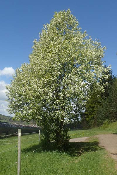 Prunus padus subsp. padus \ Traubenkirsche / Bird Cherry, D Odenwald, Breuberg 28.4.2016