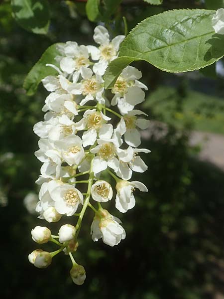 Prunus padus subsp. padus \ Traubenkirsche / Bird Cherry, D Odenwald, Breuberg 28.4.2016