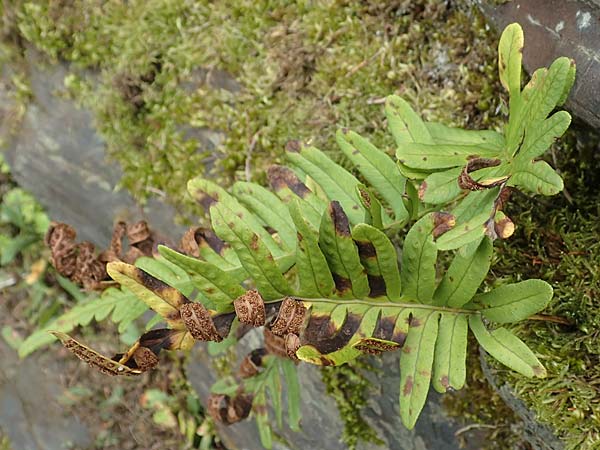 Polypodium x mantoniae \ Mantons Tpfelfarn, Tpfelfarn-Hybride, D Heimbach 24.5.2018