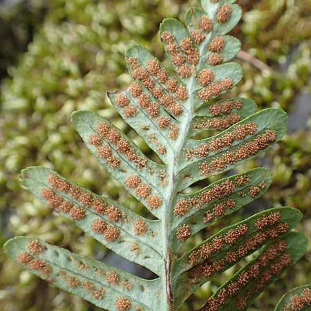 Polypodium x mantoniae \ Mantons Tpfelfarn, Tpfelfarn-Hybride, D Heimbach 24.5.2018