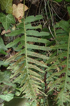 Polypodium x mantoniae \ Mantons Tpfelfarn, Tpfelfarn-Hybride / Hybrid Polypody, D Heimbach 24.5.2018