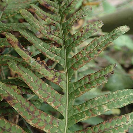 Polypodium x mantoniae \ Mantons Tpfelfarn, Tpfelfarn-Hybride, D Heimbach 24.5.2018