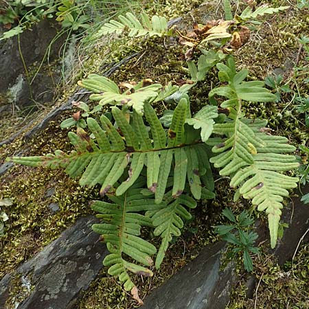 Polypodium x mantoniae \ Mantons Tpfelfarn, Tpfelfarn-Hybride / Hybrid Polypody, D Heimbach 24.5.2018