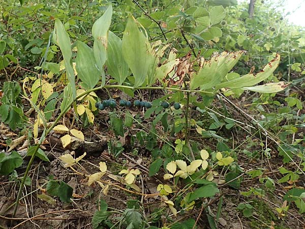 Polygonatum multiflorum \ Vielbltiges Salomonssiegel, Vielbltige Weiwurz, D Schwarzwald, Gengenbach 3.7.2018