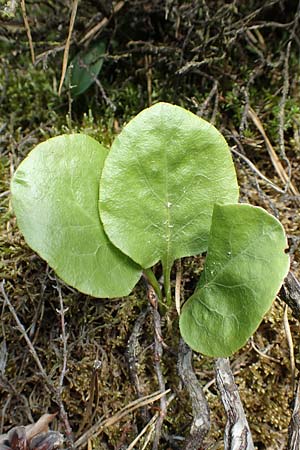 Pyrola media \ Mittleres Wintergrn / Intermediate Wintergreen, D Rosenthal 15.6.2019