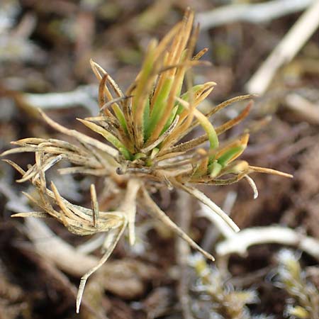 Polycnemum majus \ Groer Knorpelsalat / Giant Needle-Leaf, D Nidda 30.7.2019