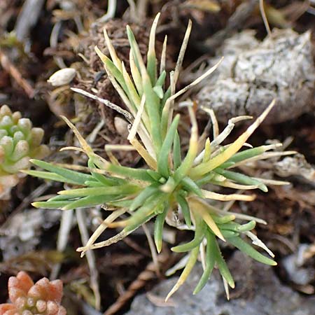 Polycnemum majus \ Groer Knorpelsalat / Giant Needle-Leaf, D Nidda 30.7.2019