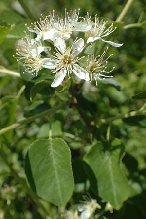 Prunus mahaleb \ Felsenkirsche, Stein-Weichsel / Saint Lucie Cherry, D Neuleiningen 23.4.2020