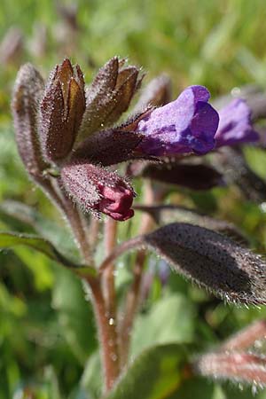 Pulmonaria montana \ Knolliges Lungenkraut, D Rheinhessen, Wendelsheim 20.4.2021