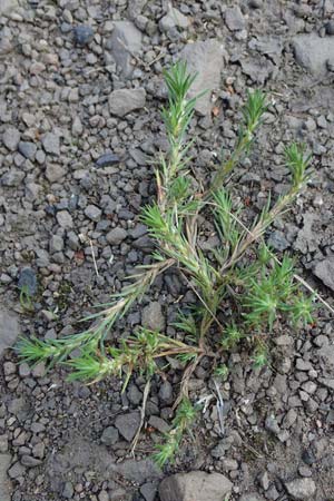 Polycnemum majus \ Groer Knorpelsalat / Giant Needle-Leaf, D Kaiserslautern 15.8.2021