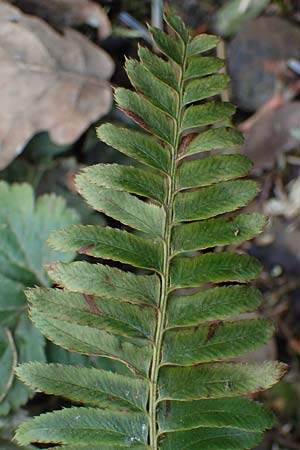 Polystichum munitum \ Westamerikanischer Schwertfarn / Western Swordfern, D Herdecke 12.3.2022