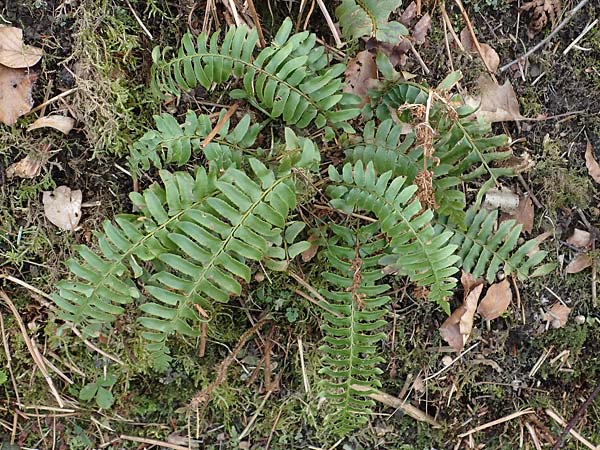 Polystichum munitum \ Westamerikanischer Schwertfarn / Western Swordfern, D Herdecke 12.3.2022