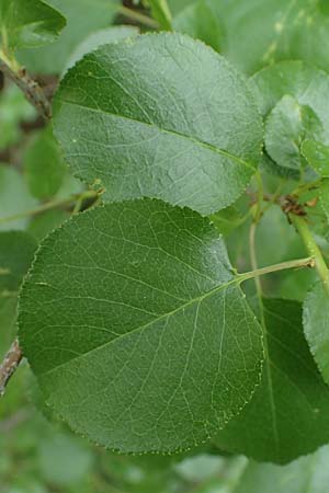 Prunus mahaleb \ Felsenkirsche, Stein-Weichsel / Saint Lucie Cherry, D Thüringen, Bad Frankenhausen 8.6.2022