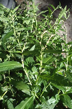 Persicaria mitis \ Milder Knterich / Water-Pepper, D Aachen 20.8.2022