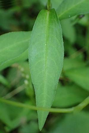 Persicaria mitis \ Milder Knterich / Water-Pepper, D Aachen 20.8.2022