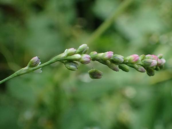 Persicaria mitis \ Milder Knterich / Water-Pepper, D Aachen 20.8.2022