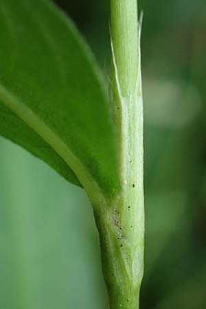 Persicaria mitis \ Milder Knterich / Water-Pepper, D Aachen 20.8.2022