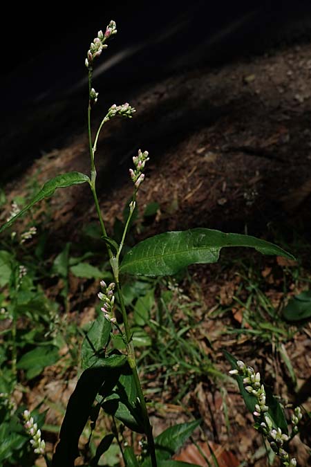 Persicaria mitis \ Milder Knterich / Water-Pepper, D Bad Dürkheim 30.8.2022