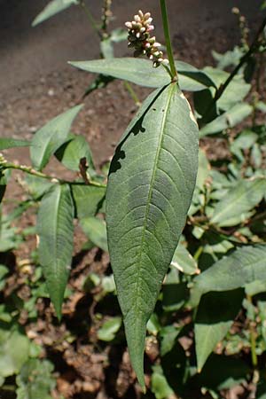 Persicaria maculosa \ Floh-Knterich, D Bad Dürkheim 30.8.2022