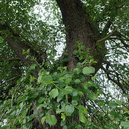 Prunus mahaleb \ Felsenkirsche, Stein-Weichsel / Saint Lucie Cherry, D Waghäusel 11.5.2023