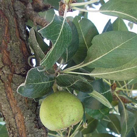 Pyrus nivalis \ Schnee-Birne / Snow Pear, D Botan. Gar.  Universit.  Mainz 4.8.2007