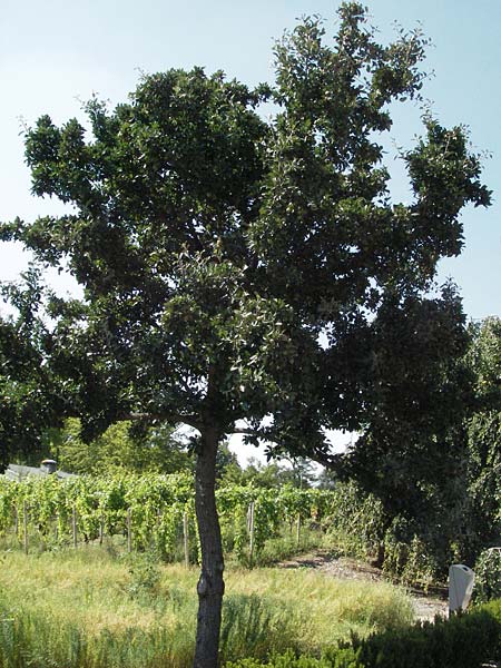 Pyrus nivalis \ Schnee-Birne / Snow Pear, D Botan. Gar.  Universit.  Mainz 4.8.2007