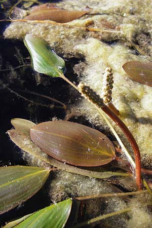 Potamogeton natans \ Schwimmendes Laichkraut, D Altlussheim 1.7.2015