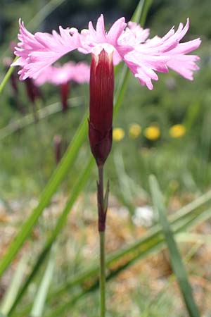 Dianthus gratianopolitanus \ Pfingst-Nelke / Cheddar Pink, D Fridingen 3.6.2015