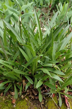 Silene viscaria \ Gewhnliche Pechnelke / Sticky Catchfly, D Schriesheim 14.5.2016