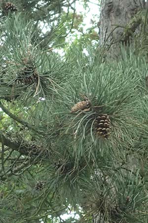 Pinus nigra \ Schwarz-Kiefer / Black Pine, Austrian Pine, D Mannheim 18.8.2017