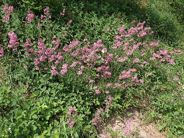 Silene viscaria \ Gewhnliche Pechnelke / Sticky Catchfly, D Eberbach 11.5.2018