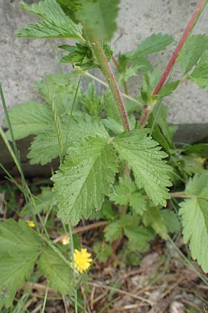 Potentilla norvegica \ Norwegisches Fingerkraut / Rough Cinquefoil, D Bochum 22.5.2018