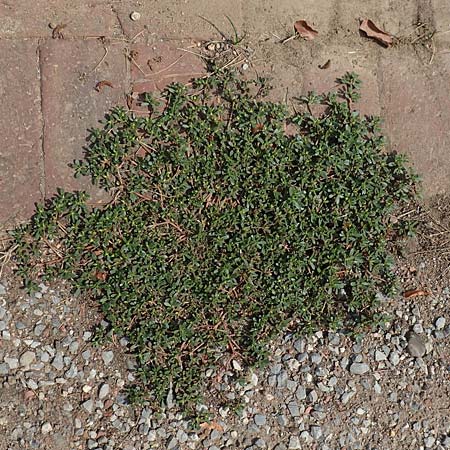 Portulaca nitida \ Glnzender Portulak / Glossy Purslane, D Jülich 22.8.2018