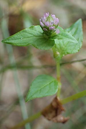 Persicaria nepalensis \ Nepal-Knterich, D Kirchhundem-Benolpe 24.8.2018