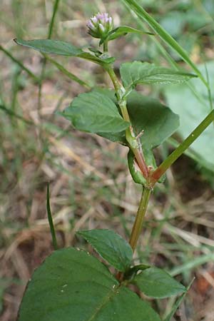 Persicaria nepalensis \ Nepal-Knterich / Nepal Knotweed, D Kirchhundem-Benolpe 24.8.2018