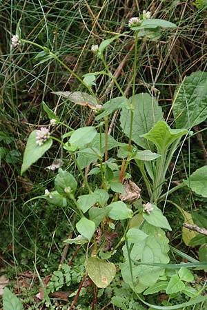 Persicaria nepalensis \ Nepal-Knterich / Nepal Knotweed, D Kirchhundem-Benolpe 24.8.2018