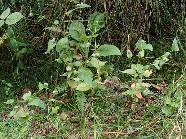 Persicaria nepalensis \ Nepal-Knterich, D Kirchhundem-Benolpe 24.8.2018