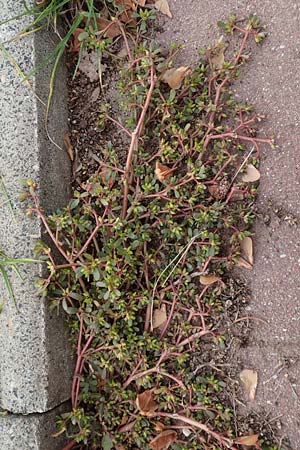 Portulaca granulatostellulata \ Granuliertsterniger Portulak / Granulate-Stellate Purslane, D Bochum 6.10.2018