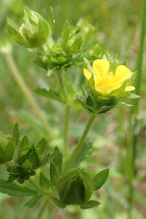 Potentilla norvegica \ Norwegisches Fingerkraut / Rough Cinquefoil, D Meinerzhagen 14.6.2019