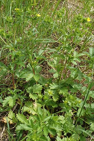 Potentilla norvegica \ Norwegisches Fingerkraut / Rough Cinquefoil, D Meinerzhagen 14.6.2019