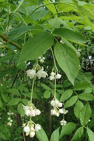 Staphylea pinnata \ Pimpernuss, D Weinheim an der Bergstraße, Schlosspark 21.4.2022