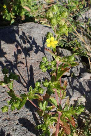 Potentilla norvegica / Rough Cinquefoil, D Mannheim 13.8.2022