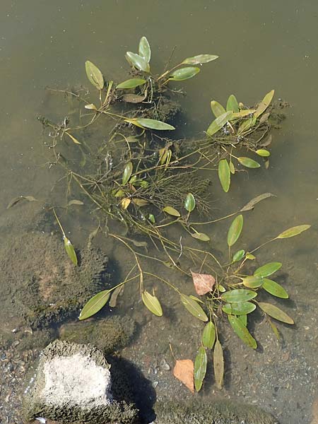 Potamogeton nodosus \ Flutendes Laichkraut / Loddon Pontweed, D Mannheim 13.8.2022