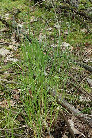 Poa nemoralis / Wood Meadow Grass, D Höpfingen 20.5.2023