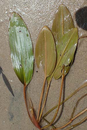 Potamogeton nodosus \ Flutendes Laichkraut / Loddon Pontweed, D Böhl-Iggelheim 2.7.2023