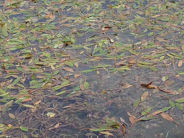 Potamogeton nodosus \ Flutendes Laichkraut / Loddon Pontweed, D Böhl-Iggelheim 2.7.2023