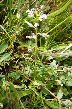 Polygala vulgaris \ Gewhnliche Kreuzblume, Gewhnliches Kreuzblmchen / Common Milkwort, D Herborn 16.5.2015