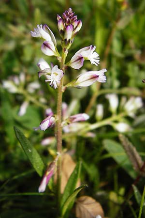 Polygala vulgaris \ Gewhnliche Kreuzblume, Gewhnliches Kreuzblmchen / Common Milkwort, D Herborn 16.5.2015