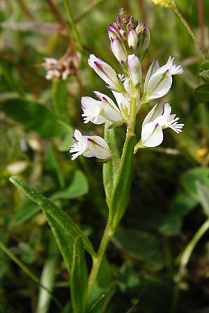 Polygala vulgaris \ Gewhnliche Kreuzblume, Gewhnliches Kreuzblmchen / Common Milkwort, D Herborn 16.5.2015